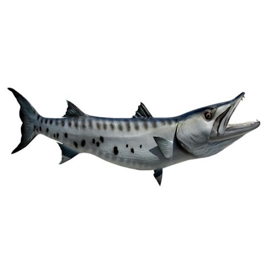 Barracuda.jpg