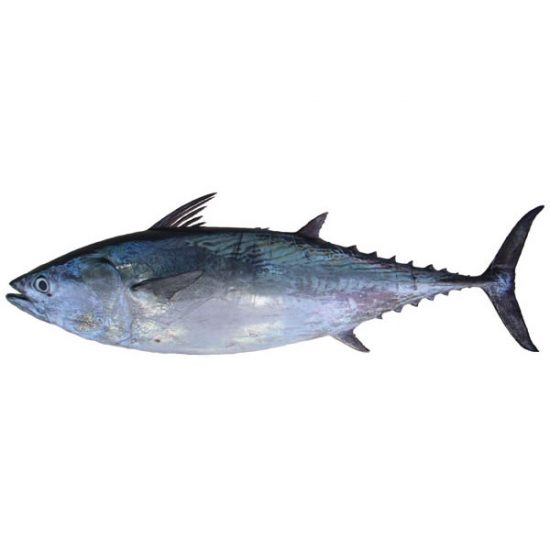 Mackerel.jpg