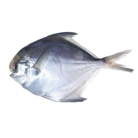 Pomfret.jpg