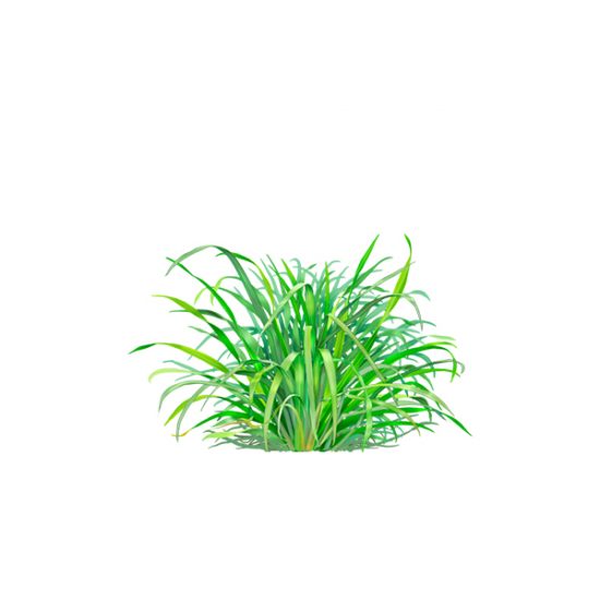 lemon-grass.jpg