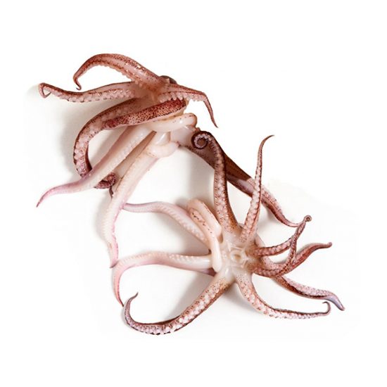 octopuss