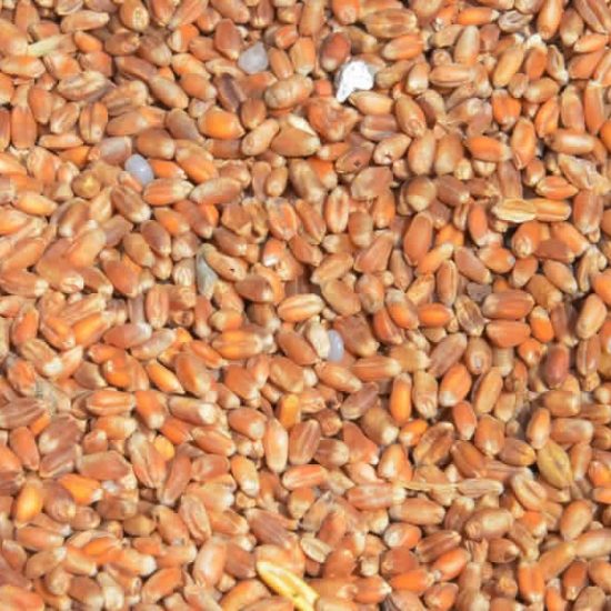 Black-sun-flower-seeds