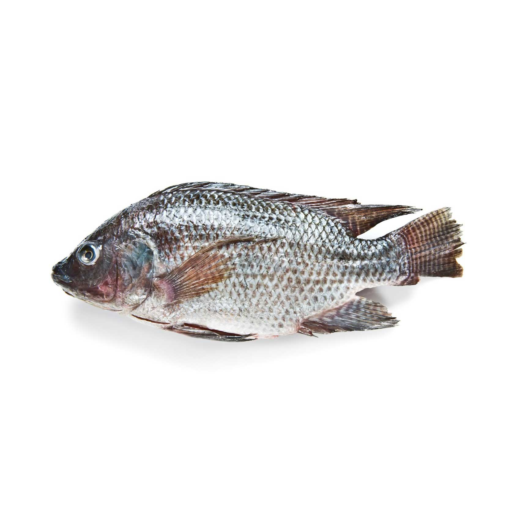 Whole-Tilapia-ello